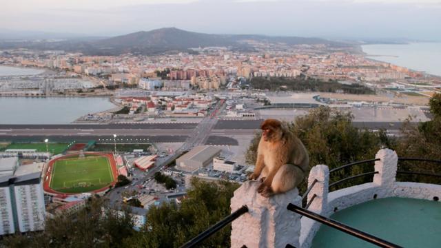 A monkey on the Rock of Gibraltar