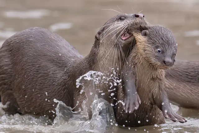 水獺