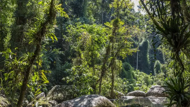 Clima da Mata Atlântica: conheça as melhores épocas para viajar | Blog