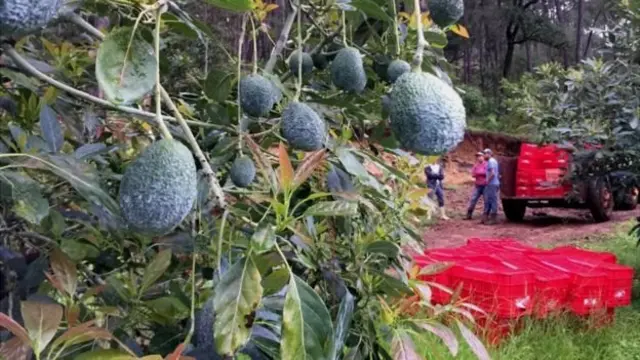 මෙක්සිකෝවෙ "කොලපැහැ රත්රන්"