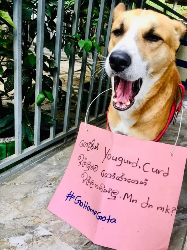 සුරතලුන් පවා විරෝධතාවන්ට එක්කර ගෙන තිබේ