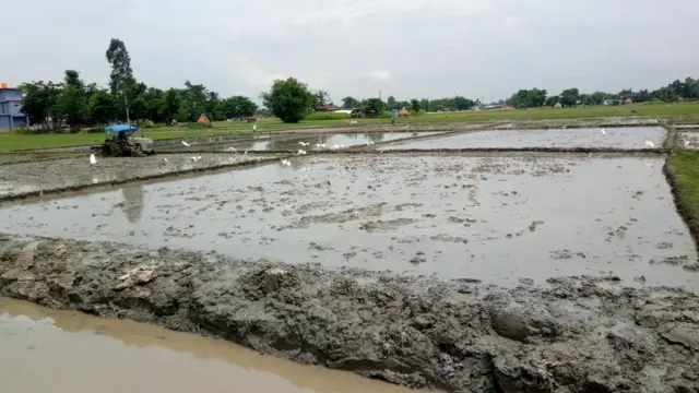 अम्लीय माटो