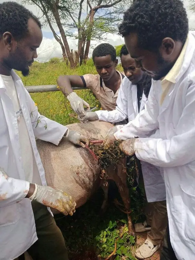 Waajjira fayyaa beeyladaa aanaa Dhaas