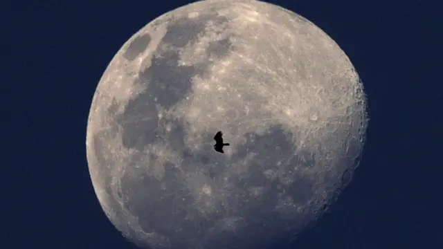 Un oiseau passe devant la Lune