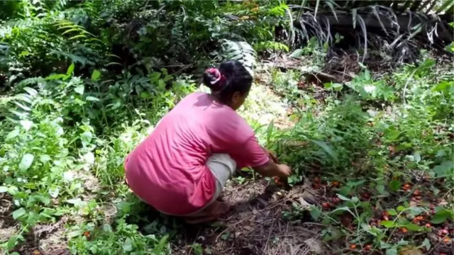 สวนปาล์ม, ปาล์มน้ำมัน, แรงงานเด็ก, แอมเนสตี้ อินเตอร์เนชั่นแนล