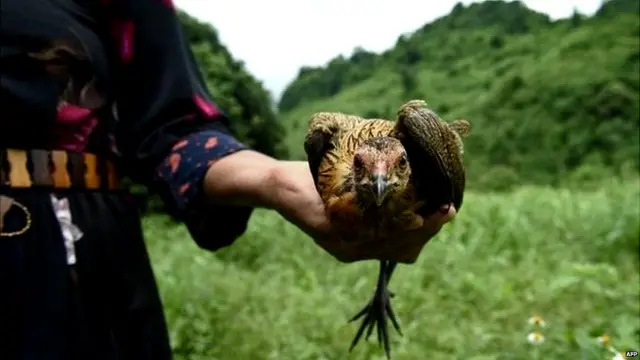 ਝਾੜਫੂਕ ਕਰਨ ਵਾਲੇ