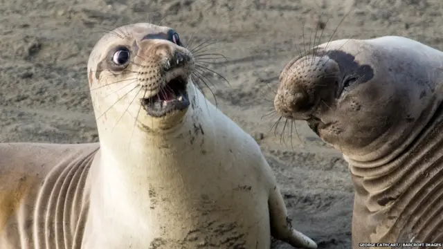 Xayawaan badda laga helo