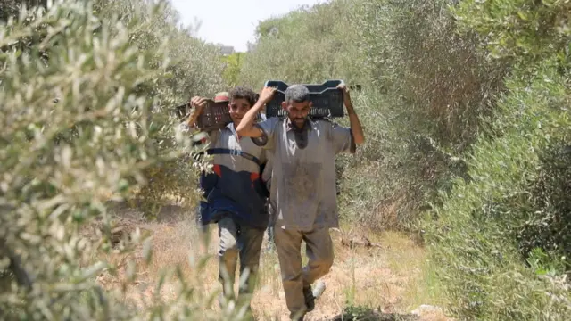 من مزرعة زيتون