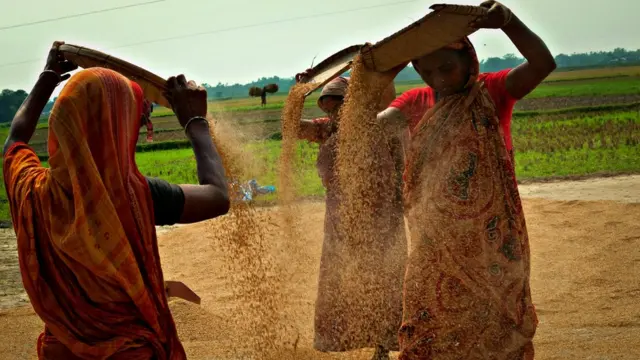 ধান ওড়ানো