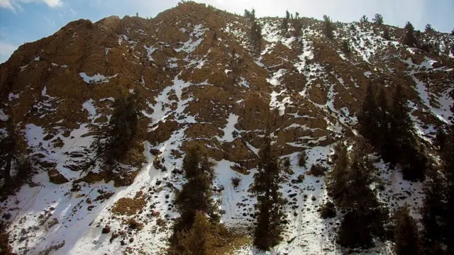 जूनिपर पेड़