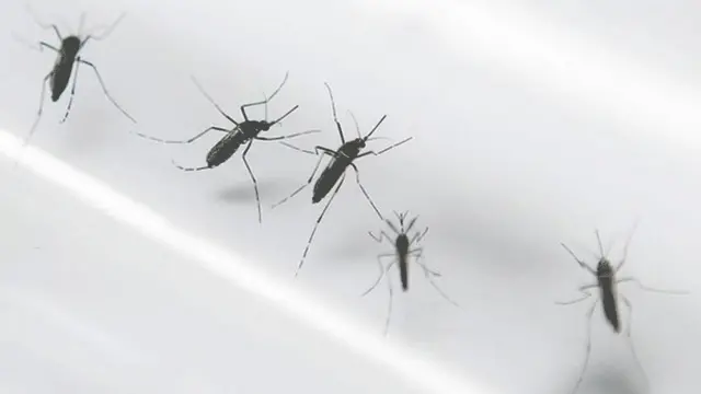 डेंगू के मच्छर
