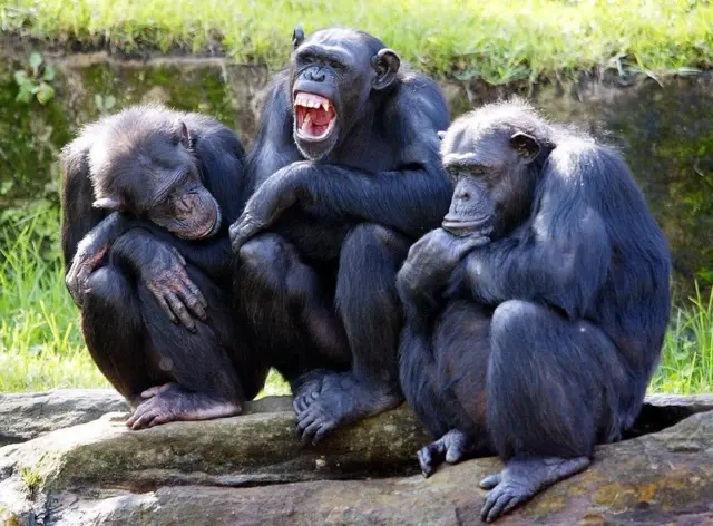 Chimpanzés