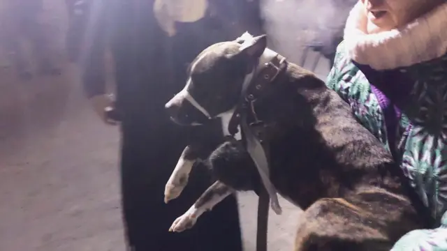 Спасенная собака