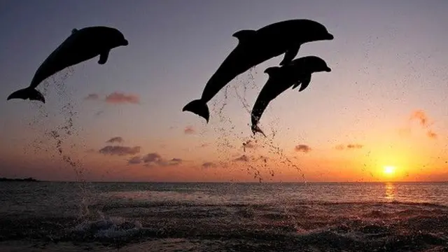 Дельфины