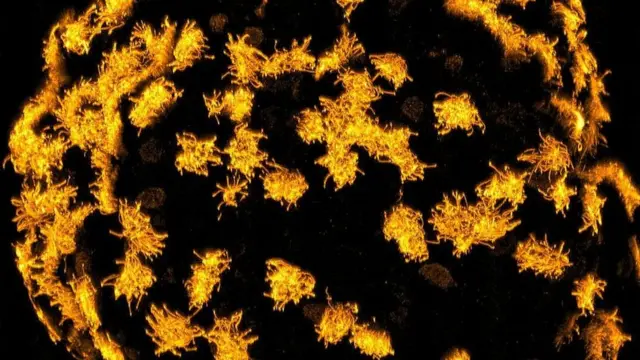 Les robots vivants créés par des scientifiques de l'Université Tufts ont développé des caractéristiques corporelles uniques telles que des cils ressemblant à des cheveux pour les aider à bouger