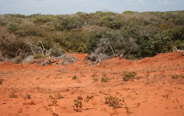 විල්පත්තු