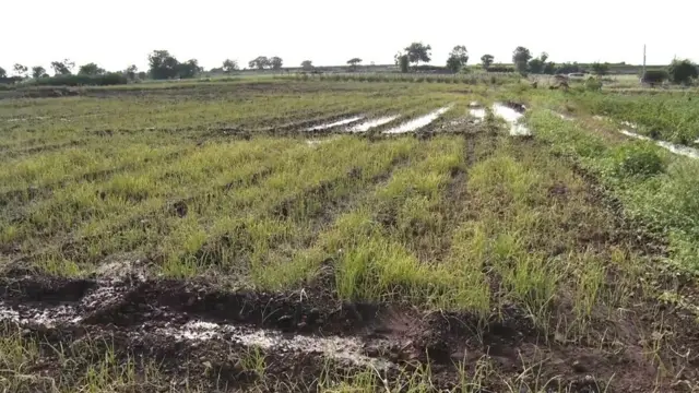 प्याज, नासिक