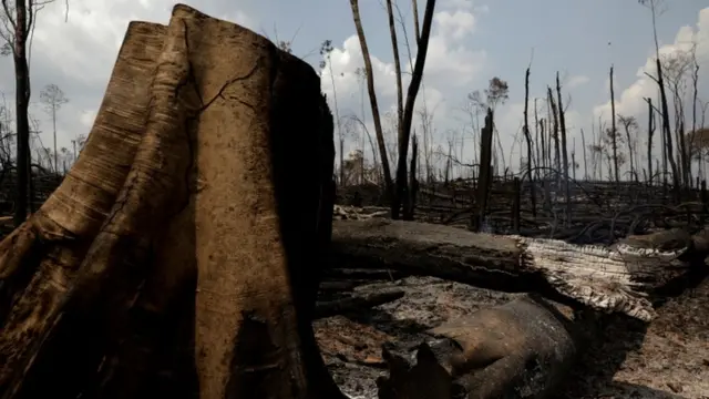 Сгоревший лес