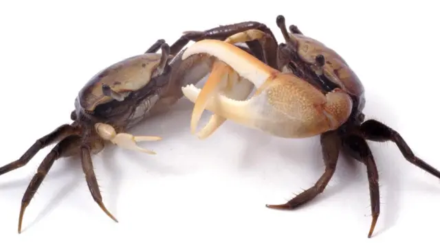 Кольчатоногие манящие крабы собираются группами и размахивают клешнями, словно танцуют