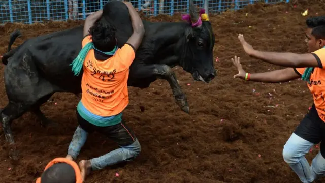 ஜல்லிக்கட்டு