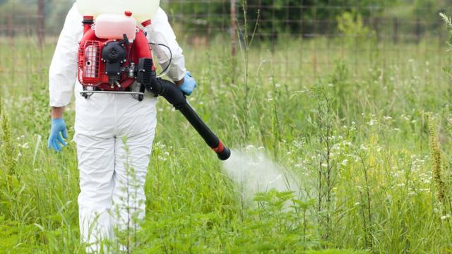 Як насправді виглядає амброзія і чому вона така поширена в Україні ...