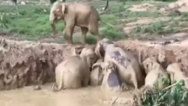 गड्ढे से निकलते हाथी, कंबोडिया