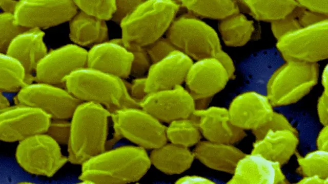 Bacillus anthracis бактерияси ҳаддан зиёд узоқ яшайдиган спораларни пайдо қилади