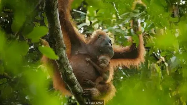 orangutan