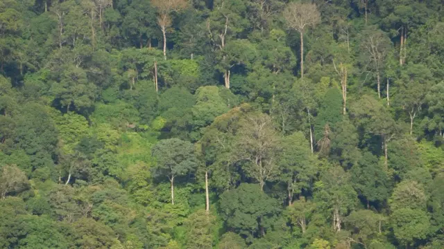 ड्रोन, जंगल