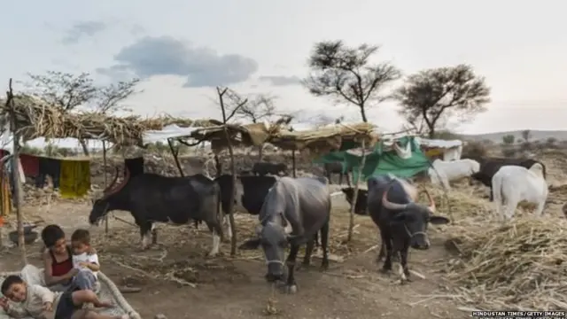सरकारनं राज्यातल्या चारा छावण्यांची मुदत 31 ऑगस्ट पर्यंत वाढवली आहे.