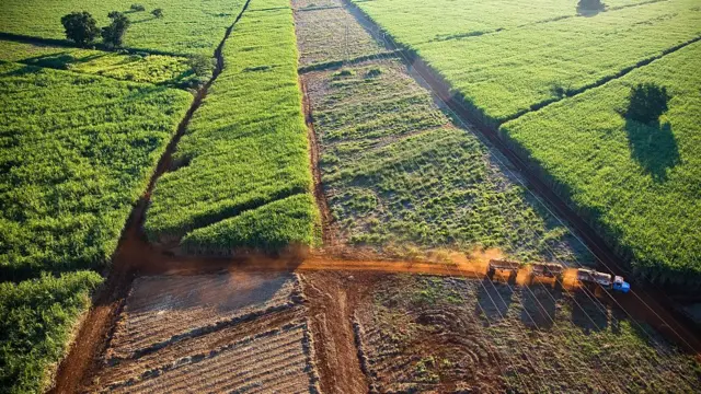 Plantação no Brasil