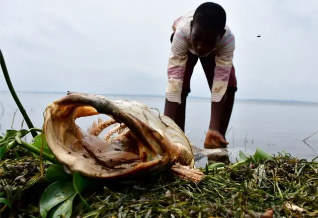 Ana na yi wa 'yan Uganda gargaɗi kar su ci kifayen da suka mutu da suka tsinta a bakin tabkin Victoria. Jami'ai na ci gaba da bincike, amma sun ce wani nau'in kifi na Nile Perch ne kawai abin ya shafa kuma mai yiwuwa mutuwar tasu na da alaƙa da raguwar sinadarin oxygen.