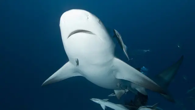 El Tiburón Toro La Extraordinaria Especie Capaz De Habitar En Aguas Dulces Y Saladas Y Está En