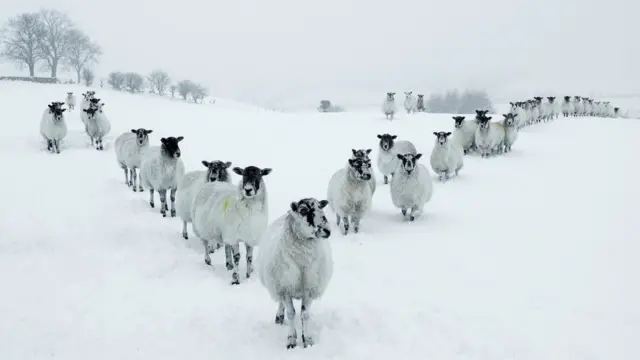 Овцы на снегу