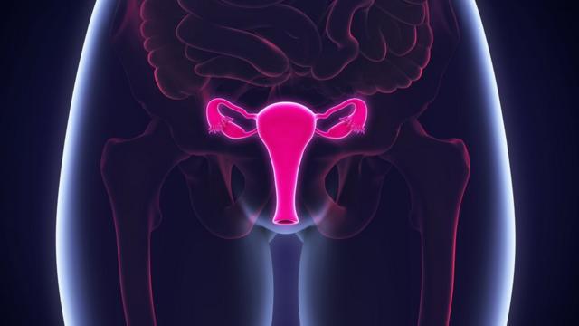 The ovaries in a woman's body