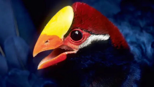Eflatun turako