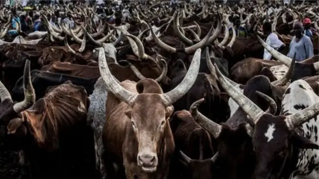 يقدر مجتمع الرعاة الفولاني الأبقار