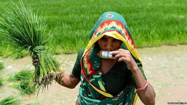 ਕਿਸਾਨ , ਖੇਤੀਬਾੜੀ