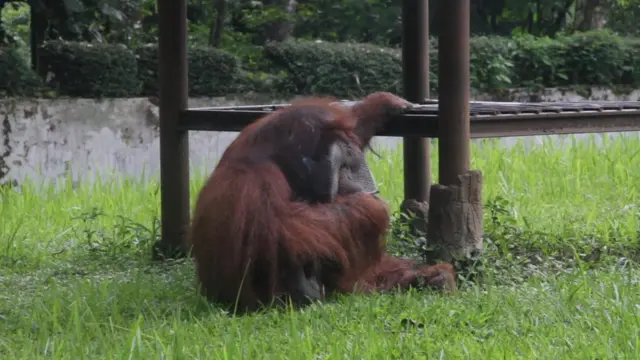 Ozon the orangutan smoking