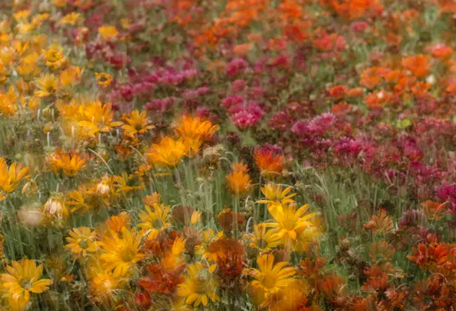 Kaleidoscope by Fergus Brown