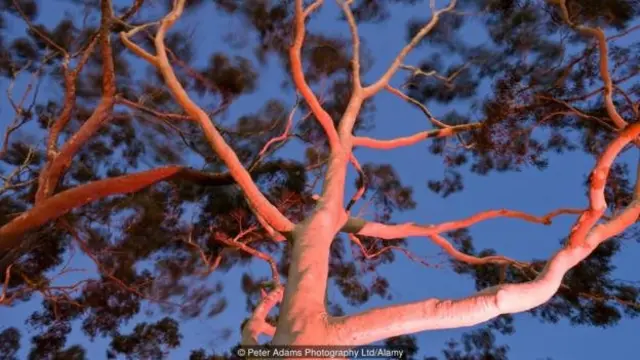 "Ağaclar, yerlərin göylərdə yazdığı şeirlərdir," livanlı-amerikalı şair Xəlil Gibran yazırdı