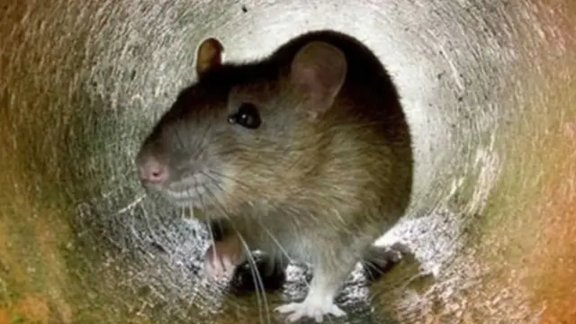 बिहार चूहे