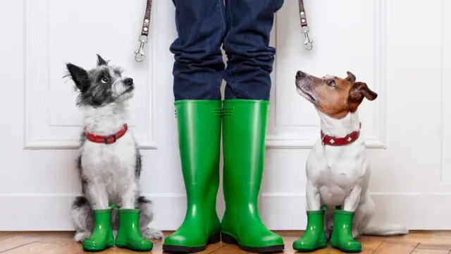 Два пса, одна хозяйка и два поводка