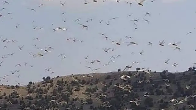 ګربزو ته له تېرې ورځې راهیسې د ملخانو د سېل څپه ور رسېدلې