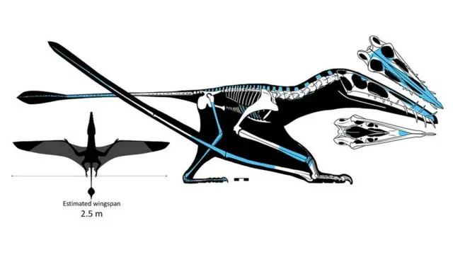 ٹیروسار کا خاکہ