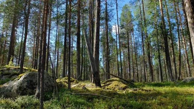 新生的幼树靠吸收二氧化碳而生长，但年老的树木释放的二氧化碳比吸收的还要多。