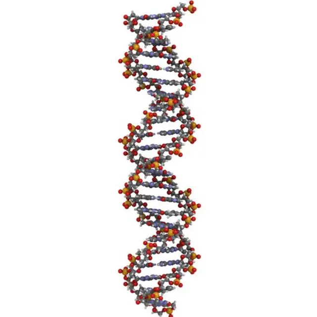 Modelo molecular de ADN