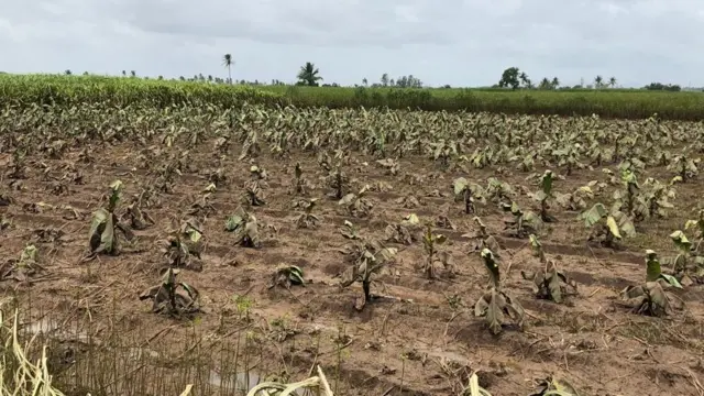 सांगली, कोल्हापूर