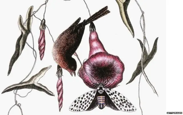 एकेकाळी चिमणीच्या रक्तालाही उपचारायोग्य समजलं जात होतं.