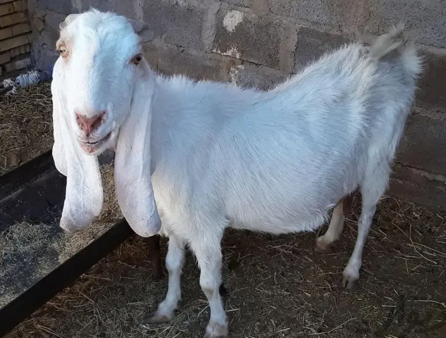 بز پاکستانی